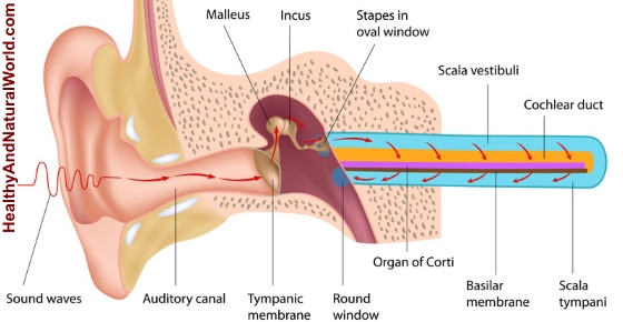 Otitis Interna: Causes, Symptoms and Treatments