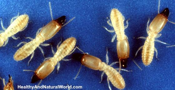 How to Get Rid of Termites Naturally