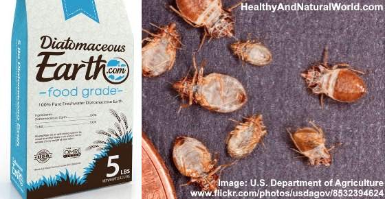 How to Effectively Kill Bed Bugs Using Diatomaceous Earth (DE)