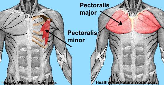 Can you pull a breast muscle?