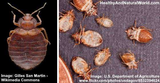 How to Get Rid of Bed bugs: The Ultimate Bed Bug Treatment Guide