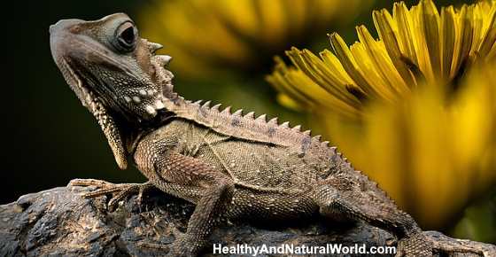 How to Get Rid of Lizards Naturally