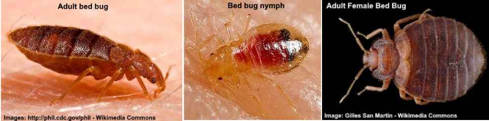 images of bed bugs