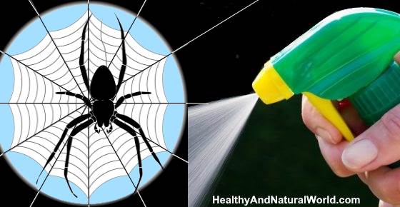 get rid of spiders