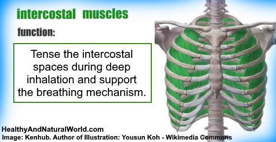 Intercostal Muscle Strain: Causes, Symptoms and Treatments