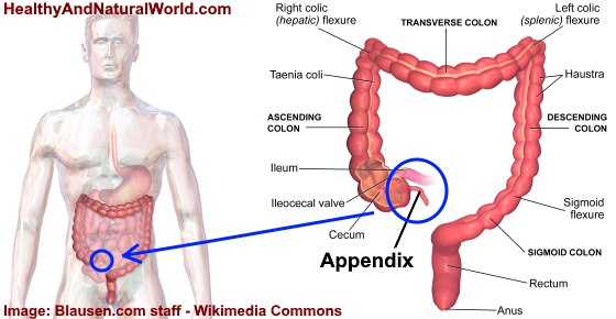 Location of the appendix diagram
