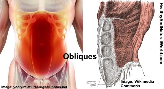 Obliques muscles