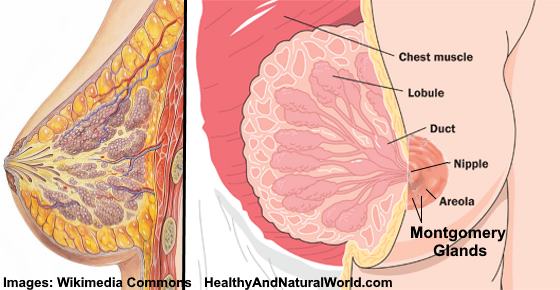 Montgomery Glands / Tubercles: What Are They & Are They A Sign Of Pregnancy?