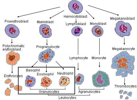 Immature Granulocytes