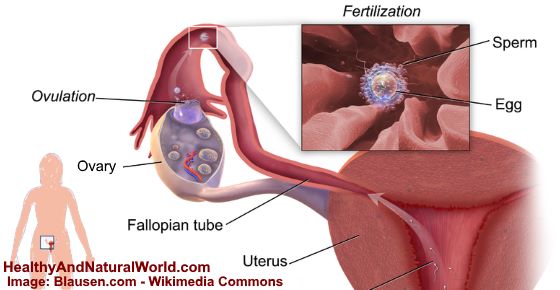 Ovulation Discharge: What It is and How It Looks Like