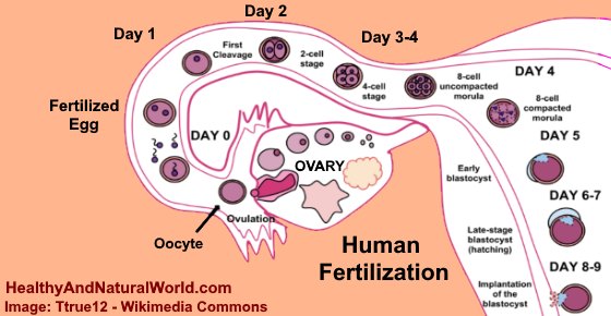 first fews days being pregnant