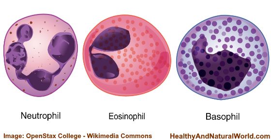 Immature Granulocytes (IGs): What They Are and What IG Count Mean