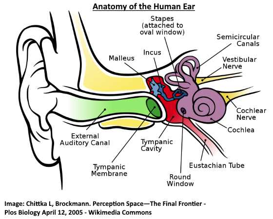 human ear anatomy
