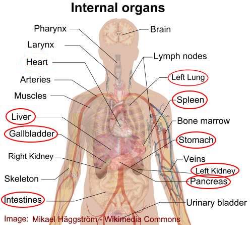 Organs On The Left Side Of The Abdomen