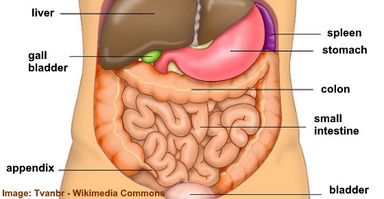 Internal organs in the abdomen