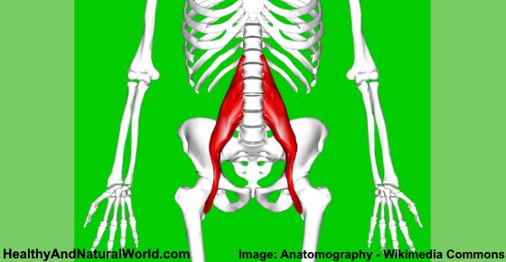 The Psoas Muscle and How to Release it to Relieve Pain and Tension