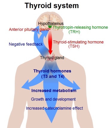 Thyroid System (TRH, TSH, T3, T4)