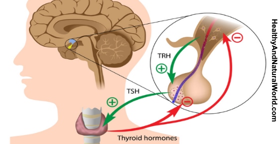 Thyroid Hormones TSH TRH