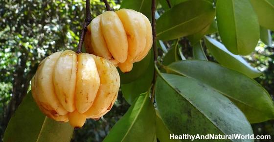 Garcinia Cambogia: Liver Side Effects, Is it Safe & Other Side Effects