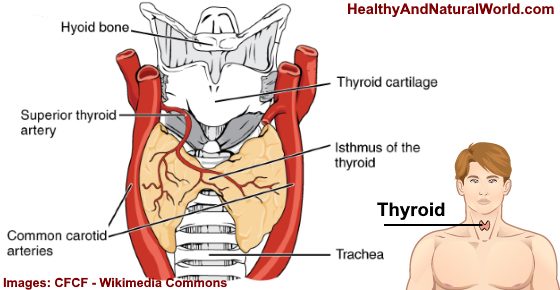 Low Thyroid Levels Chart