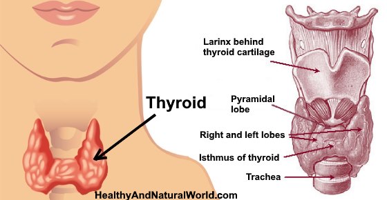 What are T3 and T4: The Complete Guide to Your Thyroid Hormones