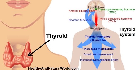 Low TSH: Causes, Symptoms, and How it Affects T3 and T4