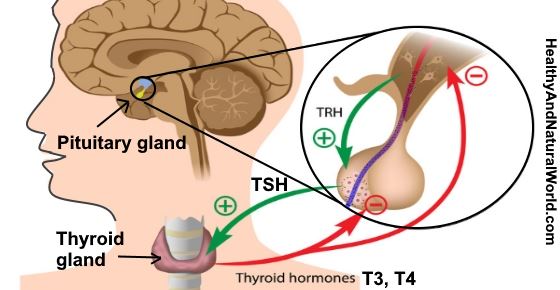 Elevated TSH: Causes, Symptoms, and How it Affects T3 and T4