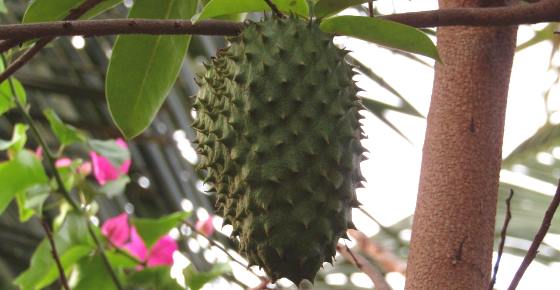 Guanabana (Fruit, Tea): Scientifically Proven Health Benefits