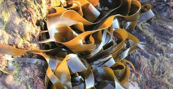 Proven Health Benefits of Sea Kelp: For Weight Loss, Thyroid, Heart Health and More