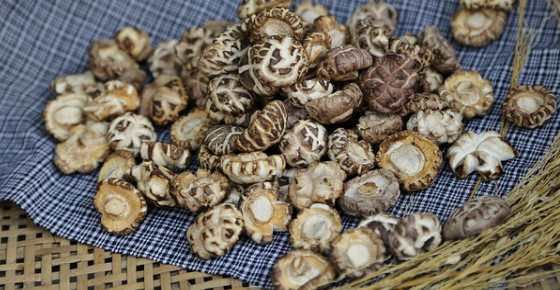 Maitake and Shiitake Mushrooms: Benefits for Cancer, Heart Disease, Diabetes and More