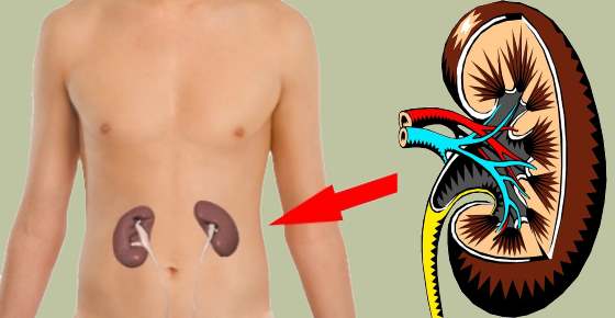 15 Common Habits That Can Damage Your Kidneys