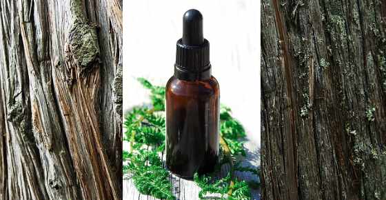 Proven Uses and Benefits of Cedarwood Essential Oil (Cedar Oil)