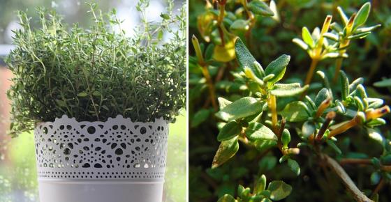 Proven Health Benefits and Uses of Thyme and Thyme Tea