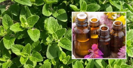 Oregano Oil (Oregano Essential Oil) Benefits and Uses