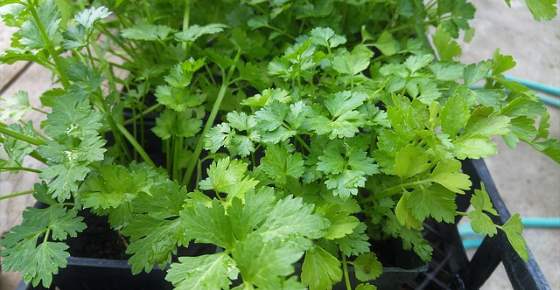 Proven Health Benefits of Cilantro or Coriander