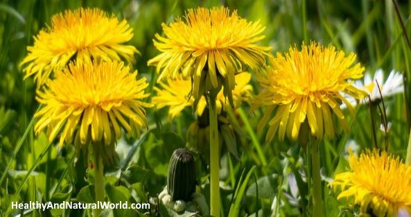 Many Proven Benefits of Dandelion