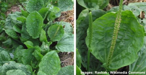 Plantain (Plantago major): Herb and not a Weed
