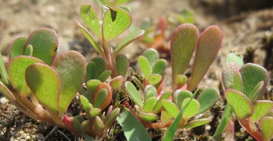 Purslane (Portulaca Oleracea): The Weed with Many Benefits