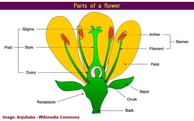 Parts Of A Flower Chart