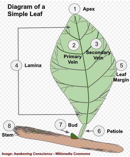 Parts of Flower and Plant (Pistil, Sepal, Stamen and More ...