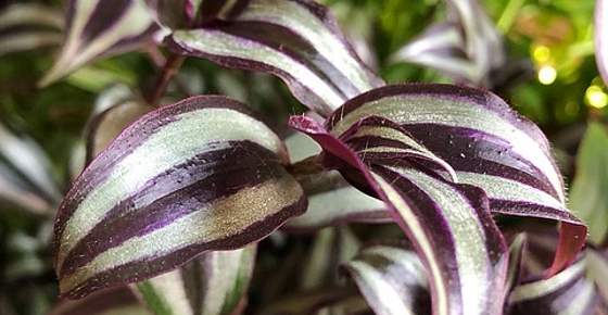 wandering jew plant actual name