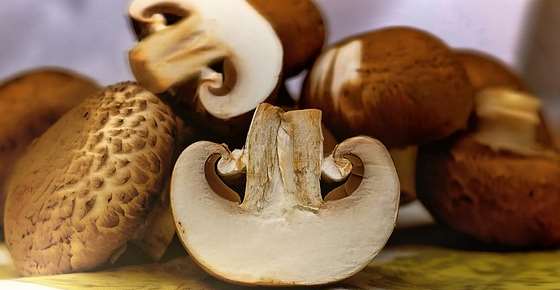 Types of Edible Mushrooms