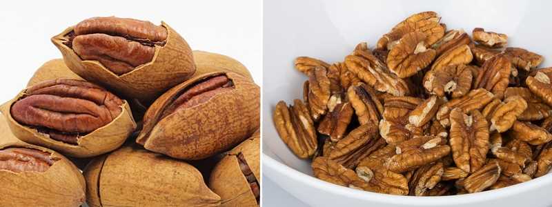 Types of Nuts Different Nut Varieties With Pictures and Names
