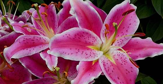 Stargazer Lily: Plant Profile, Flowers, Care and More