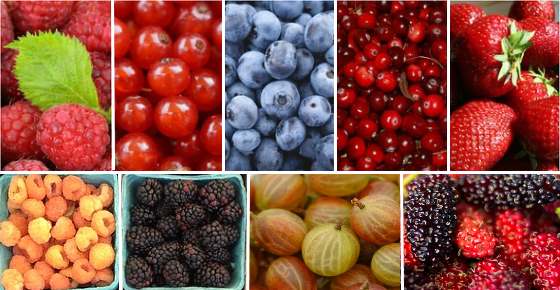 Types of Berries: List of Different Kinds of Berries and Their Benefits