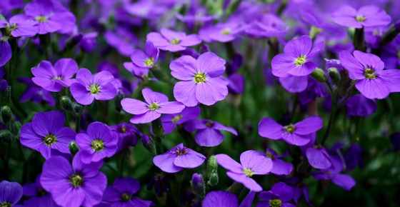 Types of Purple Flowers: Plants That Give Stunning Color to Your Garden