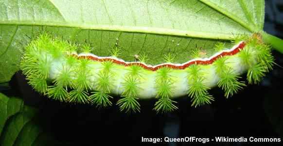 Io Caterpillar