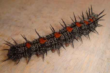 Black Caterpillar Identification With Pictures (Including Fuzzy