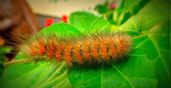 Green Caterpillar Identification Chart