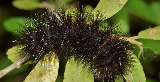 California Caterpillar Identification Chart